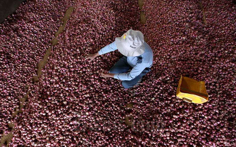  Produksi Melimpah, Harga Bawang Merah Anjlok