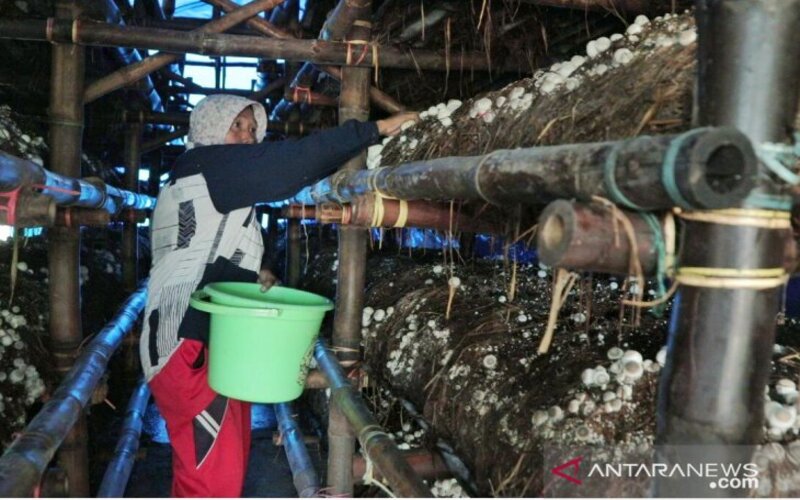  Peluang Usaha Jamur Merang Cukup Menjanjikan