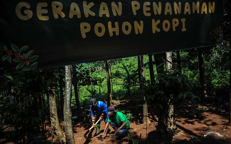  Pemkot Bandung Sediakan 3.000 Bibit Kopi Arabika Untuk Penghijauan di Kawasan Hulu Kota Bandung