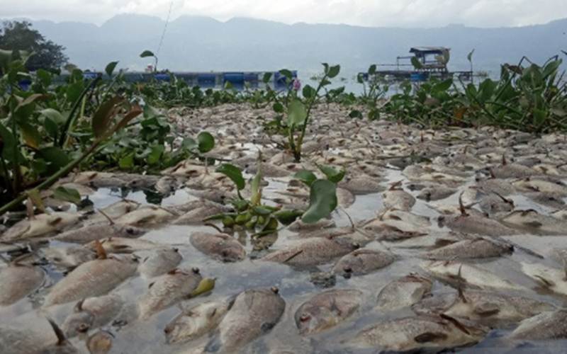  Berton-Ton Bangkai Ikan Terapung di Danau Maninjau