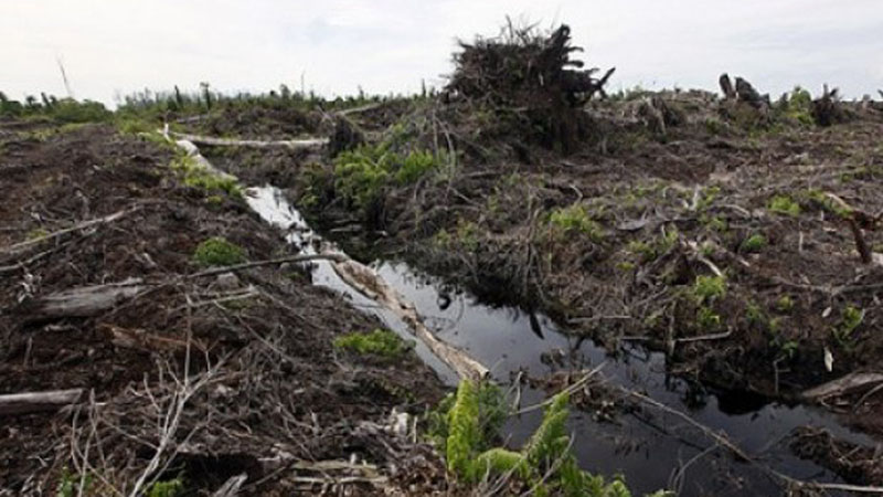  Pengembangan Food Estate Kalteng Masuk Kategori Fungsi Lindung dan Mangrove