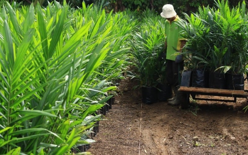  Replanting Sawit Perkebunan Rakyat di Sumbar Tak Berjalan Optimal