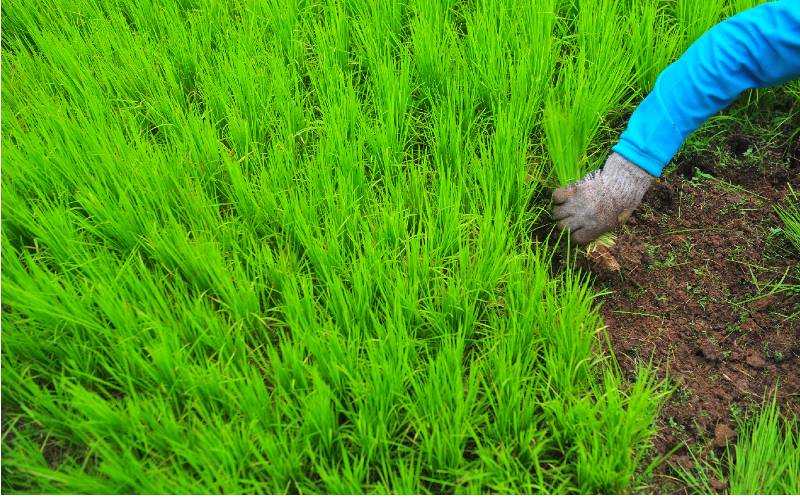  Kaltim Kembangkan Varietas Padi Unggulan di Kabupaten Kutai Kartanegara