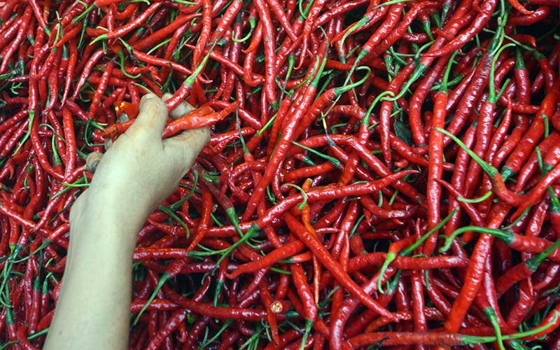  Harga Cabai Merah di Pasar Tradisional Mulai Kembali Normal