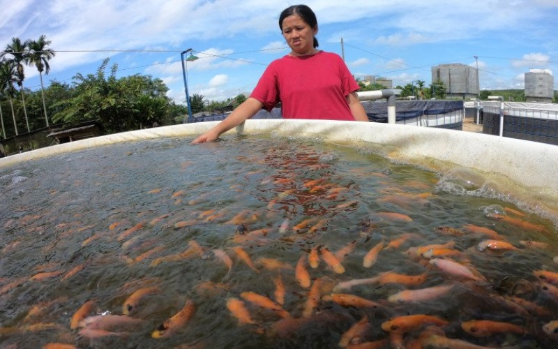  Peternak Ikan di Bali Mulai Pakai Sistem Bioflok