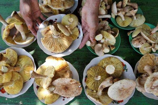  Penelitian Ungkap Jamur Punya Efek Antikanker