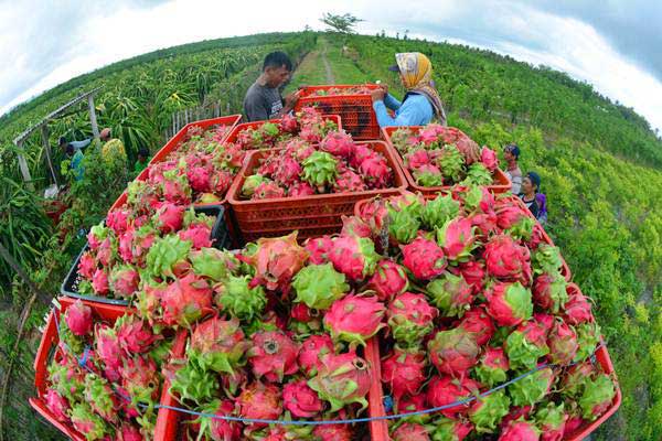  Buah Naga Merah Bantu Turunkan Kolesterol Tinggi