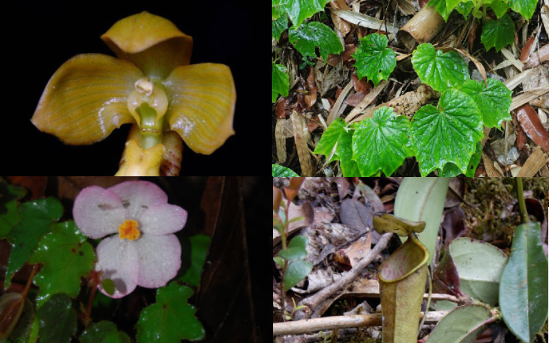 Spesies baru tumbuhan unik dari Indonesia tersebut telah diterbitkan pada jurnal ilmiah nasional maupun internasional di sepanjang 2020. /LIPI