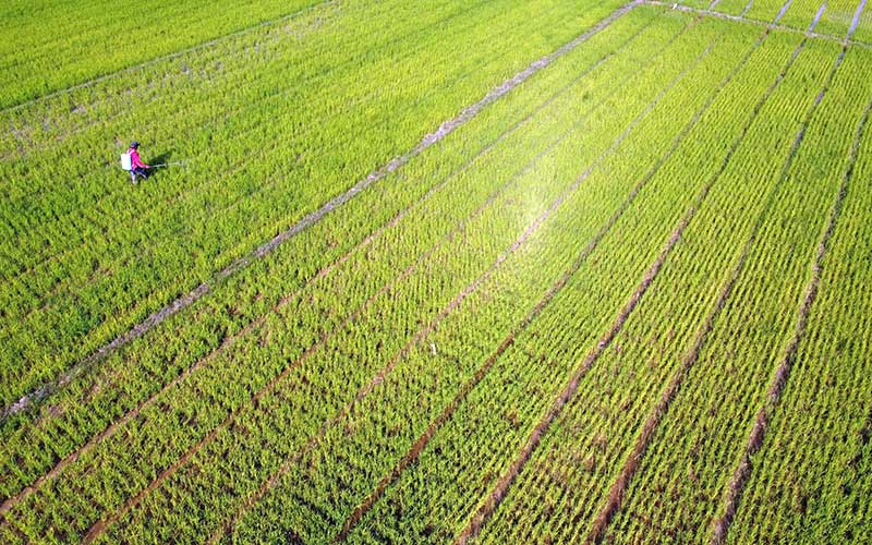 Petani melakukan penyemprotan pestisida organik pada tanaman padi di areal persawahan Kecamatan Ranomeeto, Konawe Selatan, Sulawesi Tenggara, Senin (7/9/2020). Perum Bulog Kanwil Sulawesi Tenggara mencatat telah menyerap sebanyak 17.600 ton beras petani dari target 20 ribu ton serapan beras di tahun 2020. ANTARA FOTO/Jojon