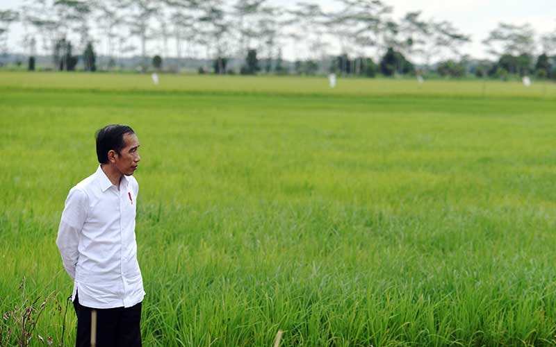 Presiden Joko Widodo meninjau lahan yang akan dijadikan Food Estate atau lumbung pangan baru di Kapuas, Kalimantan Tengah, Kamis (9/7/2020). Pemerintah menyiapkan lumbung pangan nasional untuk mengantisipasi krisis pangan dunia. Antara Foto/Hafidz Mubarak A