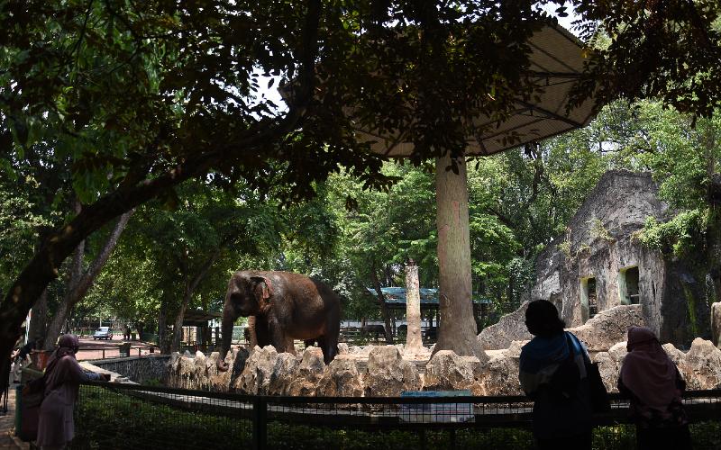  Sepaket TMII dan Ancol, Ragunan Juga Ditutup Hingga Senin 17 Mei