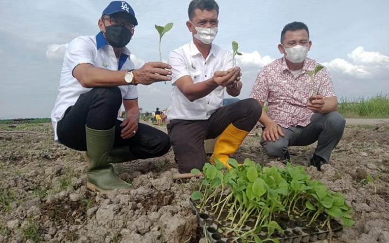  PTPN 2 Mulai Tanam Tembakau di Deli Serdang