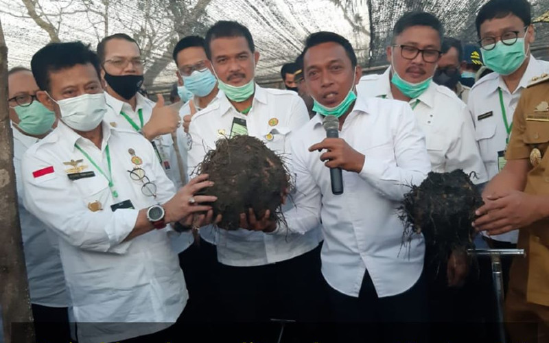  OJK NTB Dorong Pengembangan Porang Terkoordinasi 