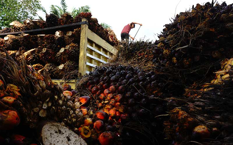  Harga TBS Kelapa Sawit Tingkat Petani Sejak Dua Bulan Terakhir Turun