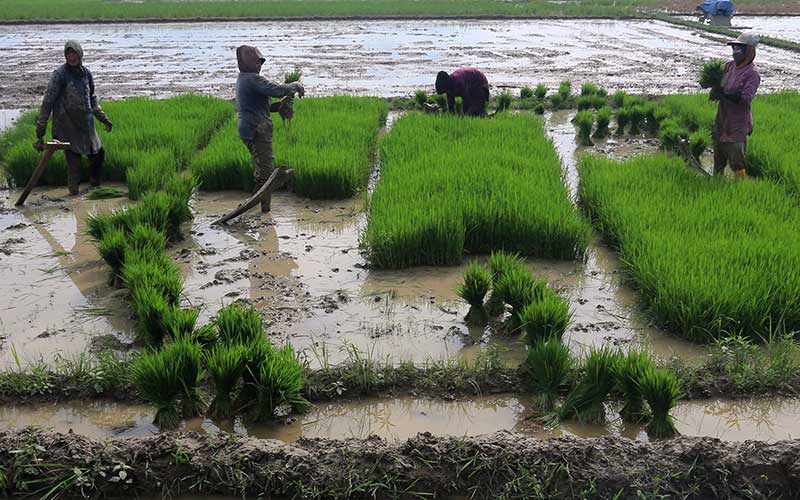  BPS Catat Upah Buruh Tani di Aceh Lebih Tinggi Dibandingkan Dengan Upah Buruh Tani Nasional