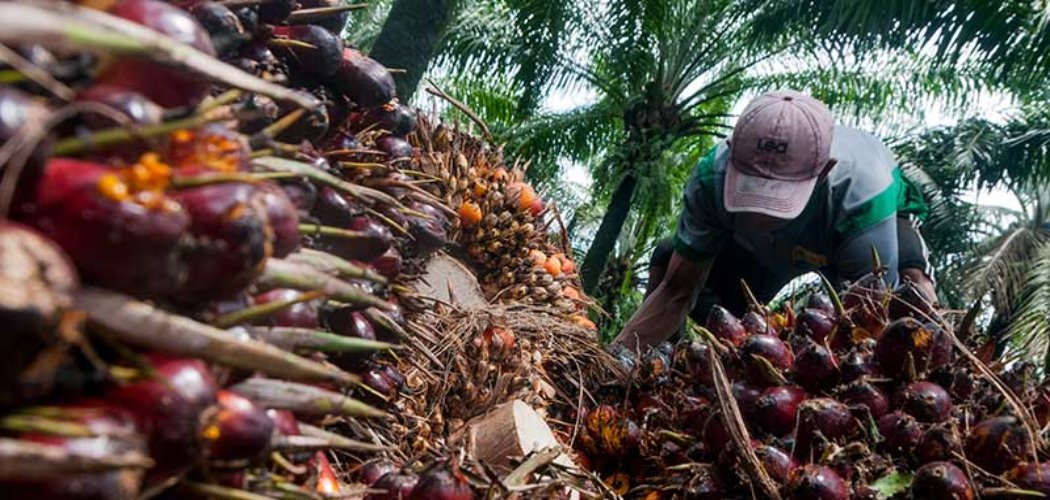 Harga CPO Merosot, Rapor Saham Emiten Sawit Terancam?