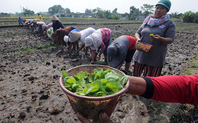  Tradisi Tonjo di Jawa Tengah saat Musim Tanam Tembakau