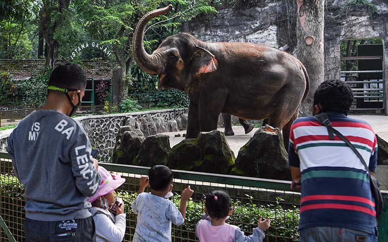  Hanya Warga Jakarta Yang Boleh Berkunjung di Taman Margasatwa Ragunan