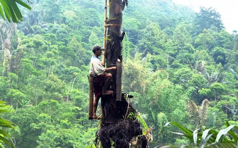  Gula Aren Diminati, Temanggung Galakkan Penanaman Pohon Enau