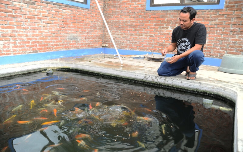  Potensi Budi Daya Ikan Koi Masih Menjanjikan