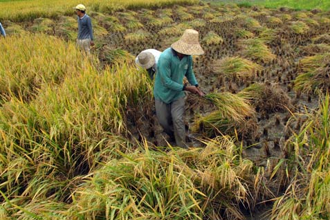  Jasindo Membayarkan Klaim Asuransi Pertanian 114,47 Hektare