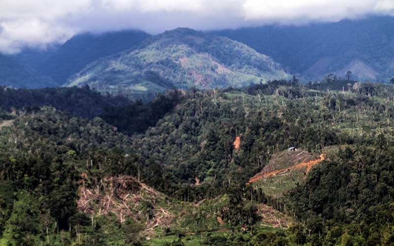  Hutan di Gunung Salak Aceh Kembali Ditebangi Untuk Membuka Lahan Perkebunan