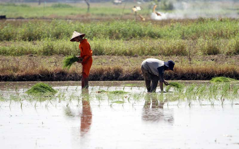  BPS Catat Kenaikan Nilai Tukar Petani Nasional Pada Mei 2021