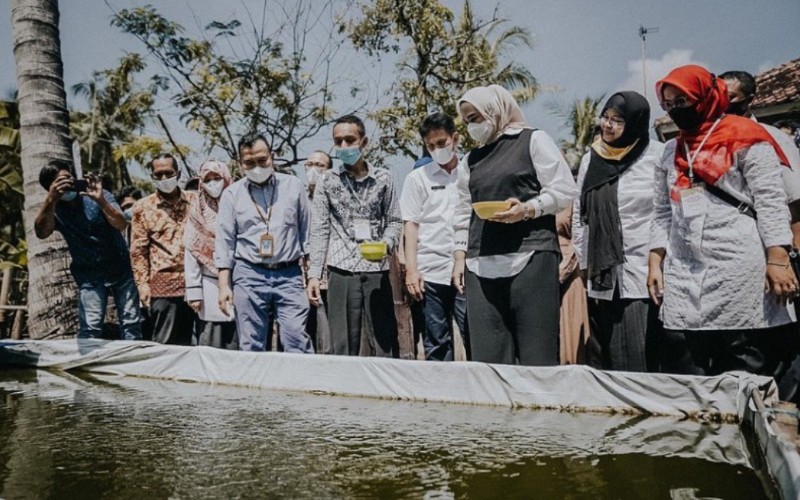  Bukan Hanya Kota Industri, Karawang Juga Menjanjikan untuk Budi Daya Lele