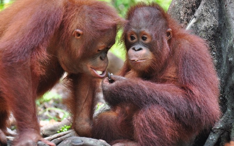  Lepasliarkan 7 Orangutan di TN Bukit Baka Bukit Raya, Ini Kata KLHK