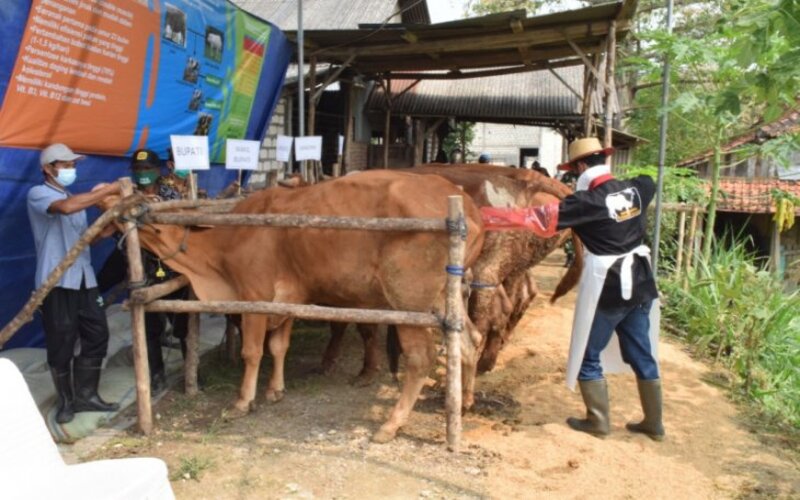  Lamongan Mengembangkan Sapi Belgian Blue