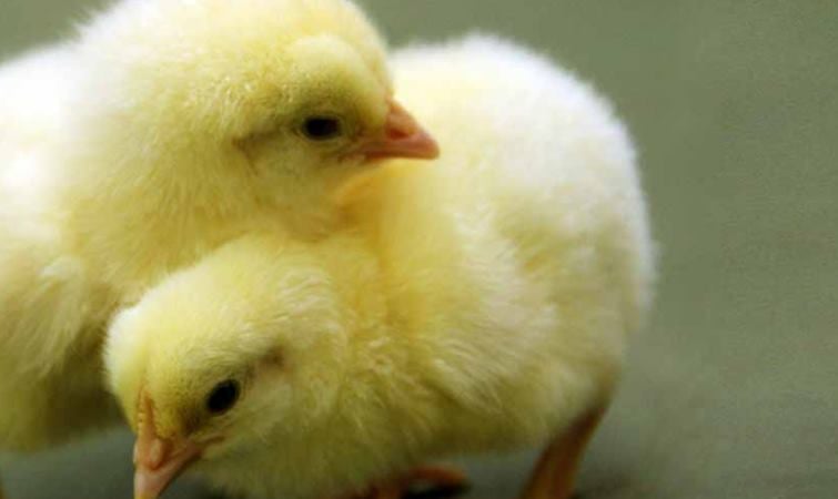  Gunung Kidul Tergiur Ayam Jowo Super, Targetkan Muncul 1.000 Peternak