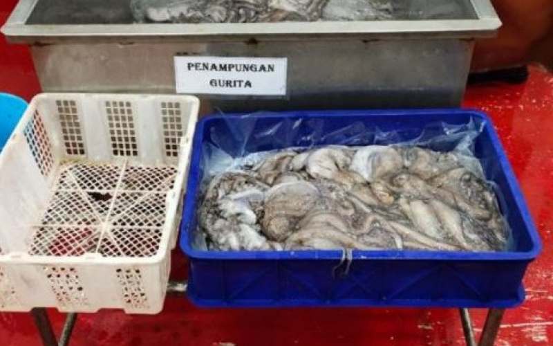 BUMN Perikanan Nusantara (Perinus) melakukan ekspor gurita ke Jepang senilai Rp1,03 miliar. ANTARA/dokumentasi Kementerian BUMN 