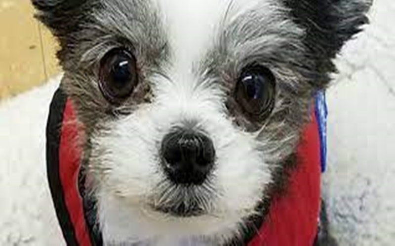 Kenalan dengan Gizmo, Anjing Lucu Penjaga Kesehatan Mental Anak di Masa Pandemii