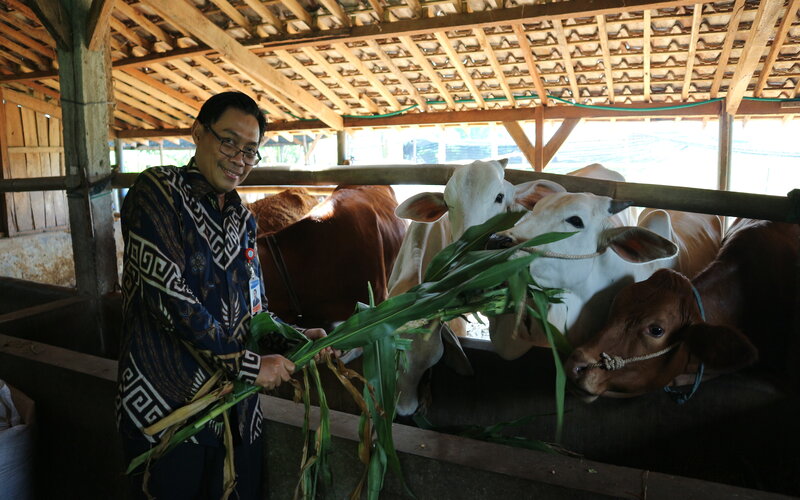  Pembiakan Sapi Potong di Malang Perkuat Ketahanan Daging