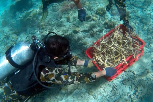  PLN dan Halu Oleo Lakukan Transplantasi Terumbu Karang di Perairan Konawe Selatan