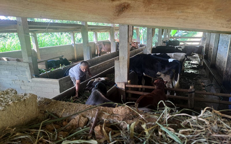  Penjualan Sapi di Tulungagung Tak Terpengaruh Isu Antraks