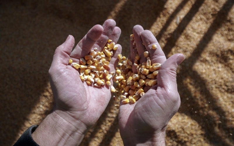  Harga Jagung Anjlok Dipicu Prospek Cuaca AS, Kedelai dan Gandum Mengekor 