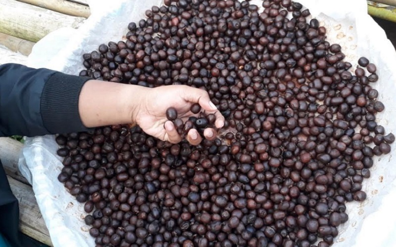  Mengenal Kopi Wine dari Garut, Harganya \'Memabukkan\'