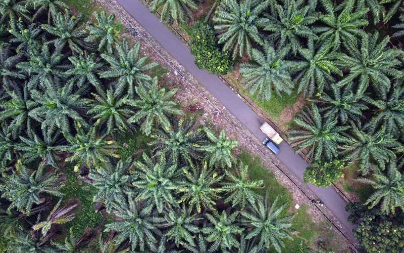  Harga CPO Terkoreksi 363 Poin Pada Posisi 3.663 Ringgit Per Ton