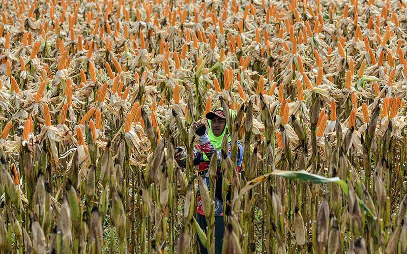  Kementan Targetkan Produksi Jagung Pada 2021 Mencapai 22,5 Juta Ton