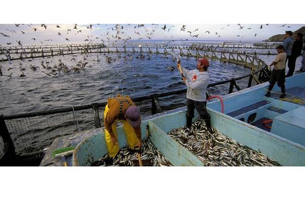  Geopolitik Industri Seafood & Kesiapan Perikanan RI