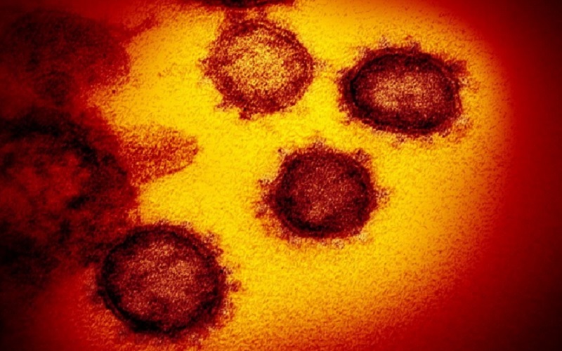 Virus Corona Varian Delta./Istimewa