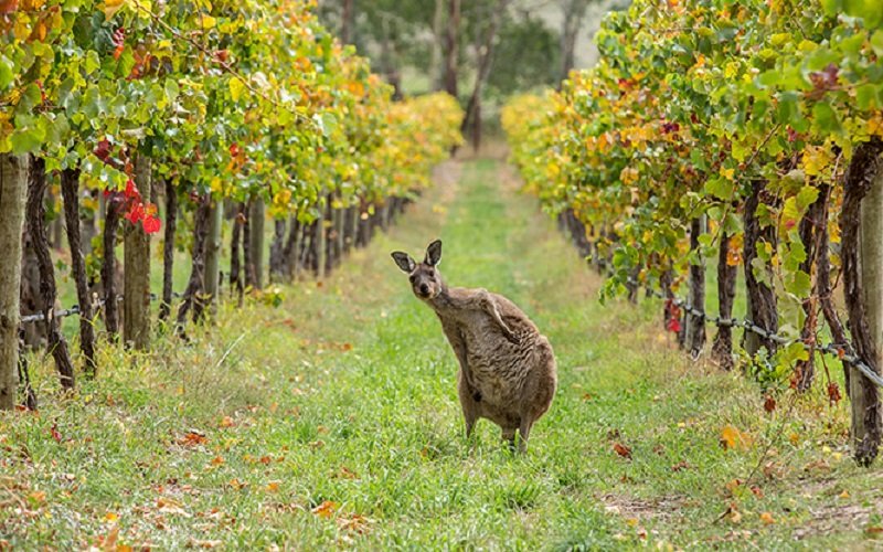 Perkebunan anggur di Australia Selatan/onestopadventures.com.au
