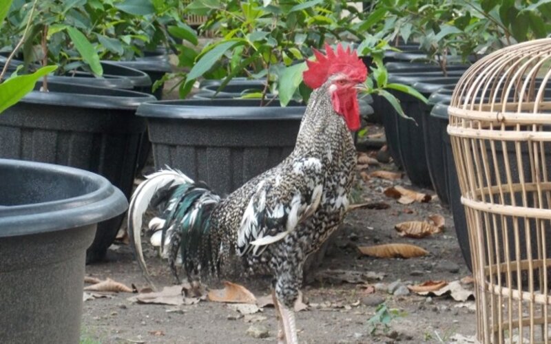  Ayam Buatan UGM Mirip Ayam Kampung, Miliki Beberapa Keunggulan
