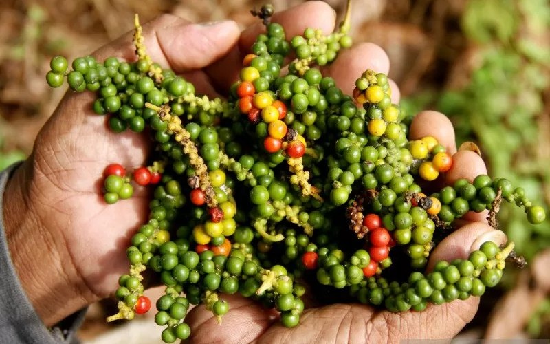  Ratusan Petani Lada di Lampung Dilatih Genjot Produksi