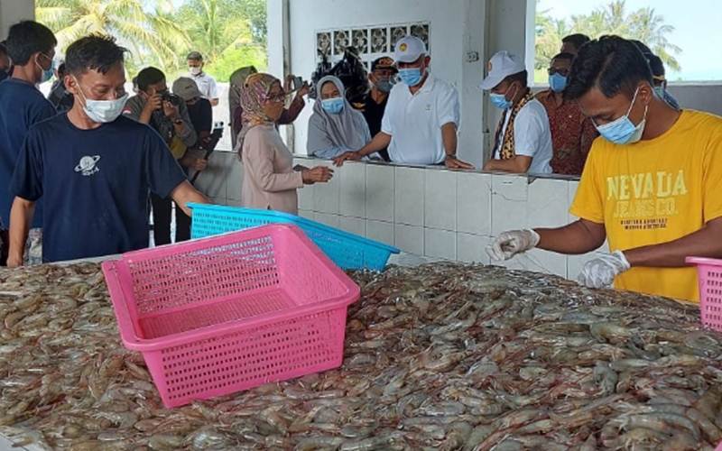  Bebas Bea Masuk, Ekspor Udang ke AS Berpotensi Meningkat 