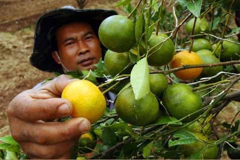  Ketahui 13 Buah yang Tidak Sehat Berikut Ini 