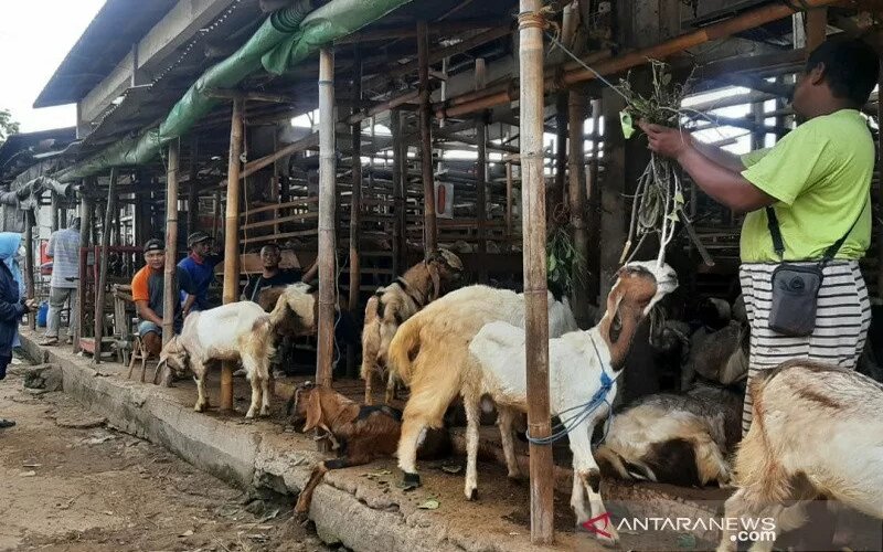  Harga Hewan Kurban di Solo Mulai Naik