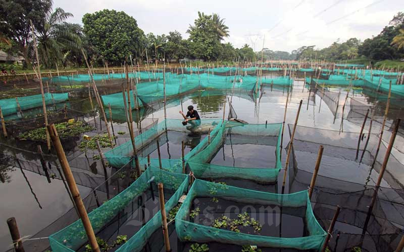  KKP Usulkan Tambahan Anggaran Belanja 2022 Senilai RP8,043 Triliun Untuk Budidaya Ikan