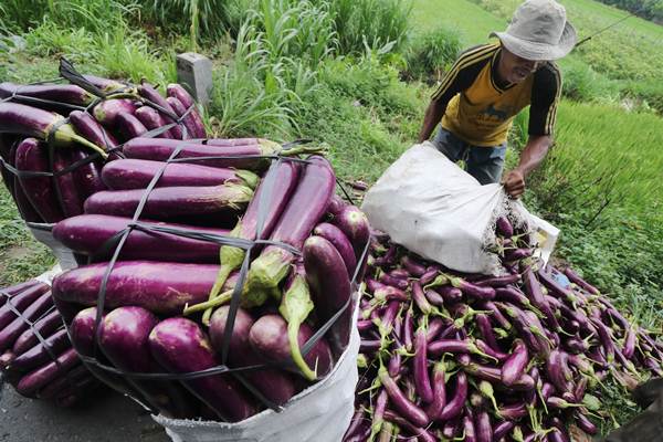  Petani di Garut Diimbau Tanam Ini Selama Kemarau